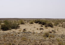 Polscy archeolodzy badają pradawny akwen na pustyni w Uzbekistanie Pustynia Kyzył-kum