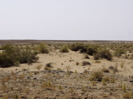 Polscy archeolodzy badają pradawny akwen na pustyni w Uzbekistanie Pustynia Kyzył-kum