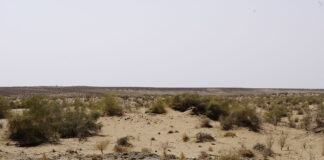 Polscy archeolodzy badają pradawny akwen na pustyni w Uzbekistanie Pustynia Kyzył-kum