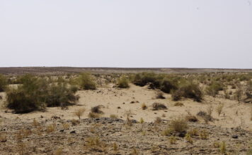 Polscy archeolodzy badają pradawny akwen na pustyni w Uzbekistanie Pustynia Kyzył-kum