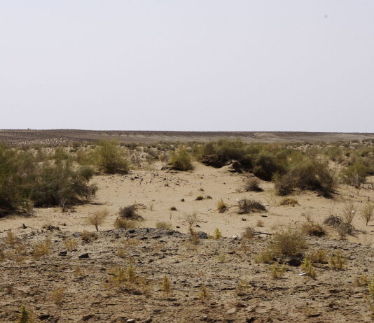 Polscy archeolodzy badają pradawny akwen na pustyni w Uzbekistanie Pustynia Kyzył-kum