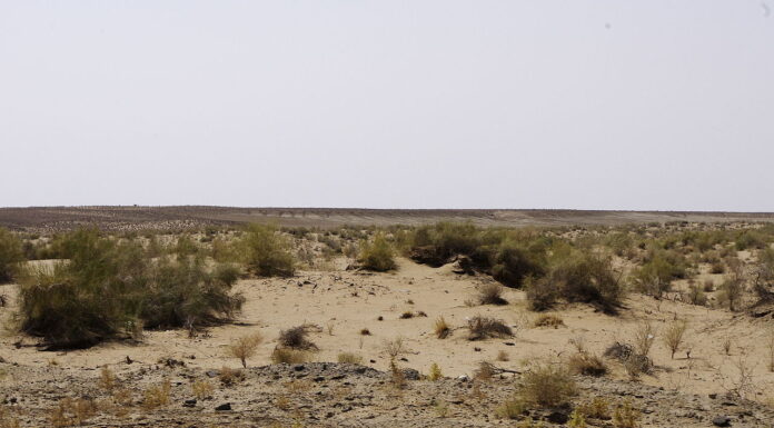 Polscy archeolodzy badają pradawny akwen na pustyni w Uzbekistanie Pustynia Kyzył-kum