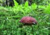 W naszych lasach jest 1400 gatunków jadalnych grzybów – wywiad z ekspertem! (GALERIA) borowik sosnowy