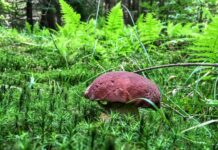 W naszych lasach jest 1400 gatunków jadalnych grzybów – wywiad z ekspertem! (GALERIA) borowik sosnowy