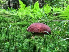 W naszych lasach jest 1400 gatunków jadalnych grzybów – wywiad z ekspertem! (GALERIA) borowik sosnowy