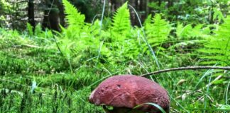 W naszych lasach jest 1400 gatunków jadalnych grzybów – wywiad z ekspertem! (GALERIA) borowik sosnowy