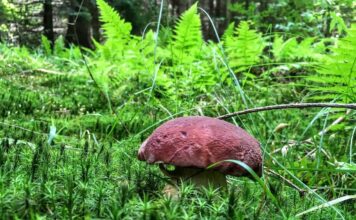 W naszych lasach jest 1400 gatunków jadalnych grzybów – wywiad z ekspertem! (GALERIA) borowik sosnowy