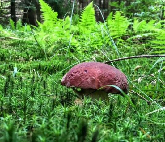 W naszych lasach jest 1400 gatunków jadalnych grzybów – wywiad z ekspertem! (GALERIA) borowik sosnowy