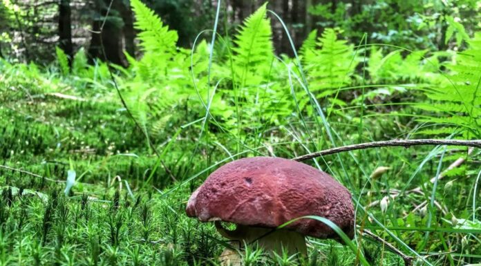 W naszych lasach jest 1400 gatunków jadalnych grzybów – wywiad z ekspertem! (GALERIA) borowik sosnowy
