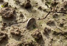 Idąc tropem jednej monety… odkryli cały skarb! (GALERIA +FILM) srebrna marka in situ