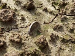 Idąc tropem jednej monety… odkryli cały skarb! (GALERIA +FILM) srebrna marka in situ