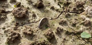 Idąc tropem jednej monety… odkryli cały skarb! (GALERIA +FILM) srebrna marka in situ