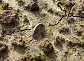 Idąc tropem jednej monety… odkryli cały skarb! (GALERIA +FILM) srebrna marka in situ