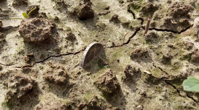 Idąc tropem jednej monety… odkryli cały skarb! (GALERIA +FILM) srebrna marka in situ