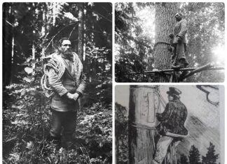 Filimon Waszkiewicz – ostatni bartnik białowieski! (GALERIA) Filimon Waszkiewicz - ostatni bartnik białowieski