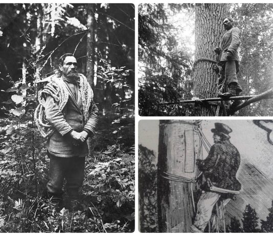 Filimon Waszkiewicz – ostatni bartnik białowieski! (GALERIA) Filimon Waszkiewicz - ostatni bartnik białowieski