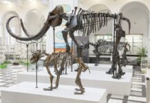 Czy zobaczymy „Park Jurajski” w Borkowicach w woj. mazowieckim? Wystawa w Muzeum Geologicznym w Warszawie