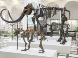 Czy zobaczymy „Park Jurajski” w Borkowicach w woj. mazowieckim? Wystawa w Muzeum Geologicznym w Warszawie