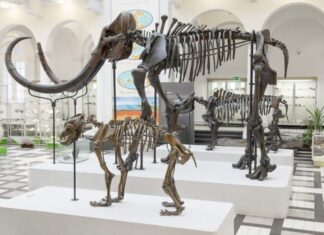 Czy zobaczymy „Park Jurajski” w Borkowicach w woj. mazowieckim? Wystawa w Muzeum Geologicznym w Warszawie