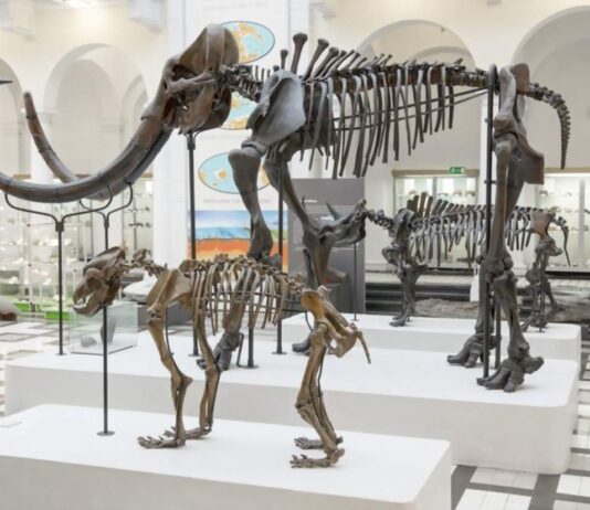 Czy zobaczymy „Park Jurajski” w Borkowicach w woj. mazowieckim? Wystawa w Muzeum Geologicznym w Warszawie