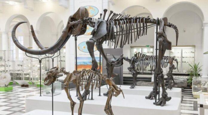 Czy zobaczymy „Park Jurajski” w Borkowicach w woj. mazowieckim? Wystawa w Muzeum Geologicznym w Warszawie