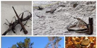 Stanowisko CKM, Mauser, szalupa i inne odkrycia po wichurach na Helu! (GALERIA) odkrycia na Helu