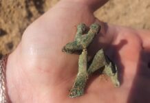 Pomorskie. Unikatowa zapinka w kształcie byka, sprzed prawie 2 tys. lat!