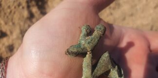 Pomorskie. Unikatowa zapinka w kształcie byka, sprzed prawie 2 tys. lat!