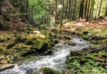 Ostatnie tchnienie pierwotnych lasów w Polsce strumyk las