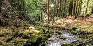 Ostatnie tchnienie pierwotnych lasów w Polsce strumyk las