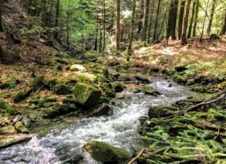 Ostatnie tchnienie pierwotnych lasów w Polsce strumyk las