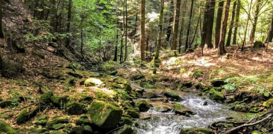 Ostatnie tchnienie pierwotnych lasów w Polsce strumyk las