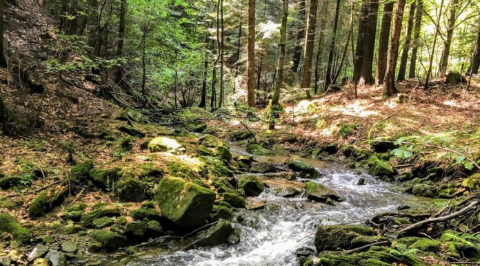 Ostatnie tchnienie pierwotnych lasów w Polsce strumyk las