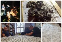 Znaleźli w lesie 1500 średniowiecznych monet – archeolodzy pod wrażeniem! (GALERIA +FILM) Skarb srebrnych monet odkryty wykrywaczem metali