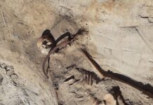 Wampiryczny pochówek z XVII wieku odkryty we wsi pod Bydgoszczą! Grób kobiety wampira z XVII wieku