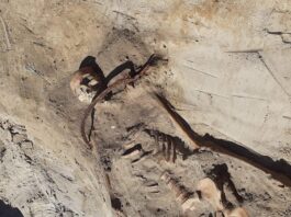 Wampiryczny pochówek z XVII wieku odkryty we wsi pod Bydgoszczą! Grób kobiety wampira z XVII wieku