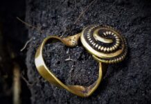 Rzymskie artefakty w okolicach Brześcia Kujawskiego odkryte wykrywaczem! (ZDJĘCIA) Złoty pierścień z Okresu Wpływów Rzymskich znaleziony wykrywaczem metali