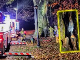 „Cysters” 500-letni dąb podpalony! „Nie ma na to kulturalnego określenia” spalony dąb Cysters Gorny Slask