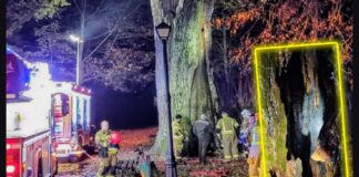 „Cysters” 500-letni dąb podpalony! „Nie ma na to kulturalnego określenia” spalony dąb Cysters Gorny Slask