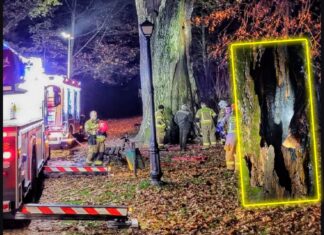 „Cysters” 500-letni dąb podpalony! „Nie ma na to kulturalnego określenia” spalony dąb Cysters Gorny Slask