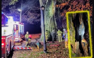 „Cysters” 500-letni dąb podpalony! „Nie ma na to kulturalnego określenia” spalony dąb Cysters Gorny Slask