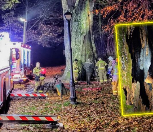 „Cysters” 500-letni dąb podpalony! „Nie ma na to kulturalnego określenia” spalony dąb Cysters Gorny Slask