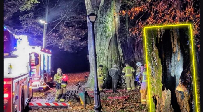 „Cysters” 500-letni dąb podpalony! „Nie ma na to kulturalnego określenia” spalony dąb Cysters Gorny Slask