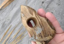 Dziwnów. Spacerowicz odkrył rogowy toporek sprzed 9-7 tys. lat! (GALERIA) Toporek rogowy