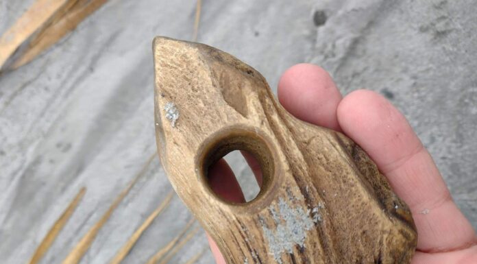 Dziwnów. Spacerowicz odkrył rogowy toporek sprzed 9-7 tys. lat! (GALERIA) Toporek rogowy