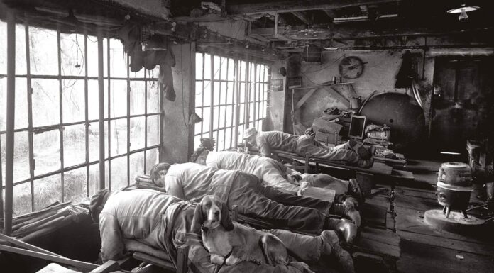 Współpraca psów i ludzi – krótka historia Psy ogrzewające pracowników