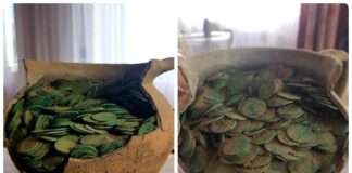 Podlasie. Szukał złomu… odkrył ponad 1000 monet (GALERIA) Skarb szelągów Jana Kazimierza odkryty na Podlasiu