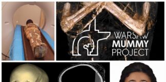 „Mumia Tajemniczej Damy” – wizualizacja, badania i nowe informacje (GALERIA) Mumia Tajemniczej Damy Poznan
