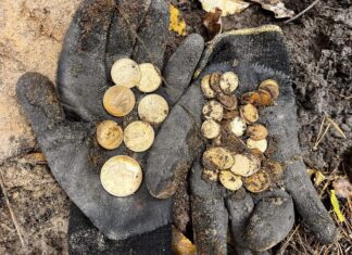 Skarb 70 złotych monet odkryty pod Szczecinem! (GALERIA +FILM)