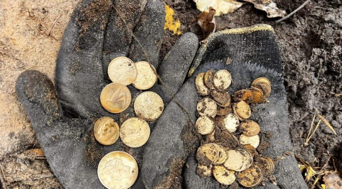 Skarb 70 złotych monet odkryty pod Szczecinem! (GALERIA +FILM)